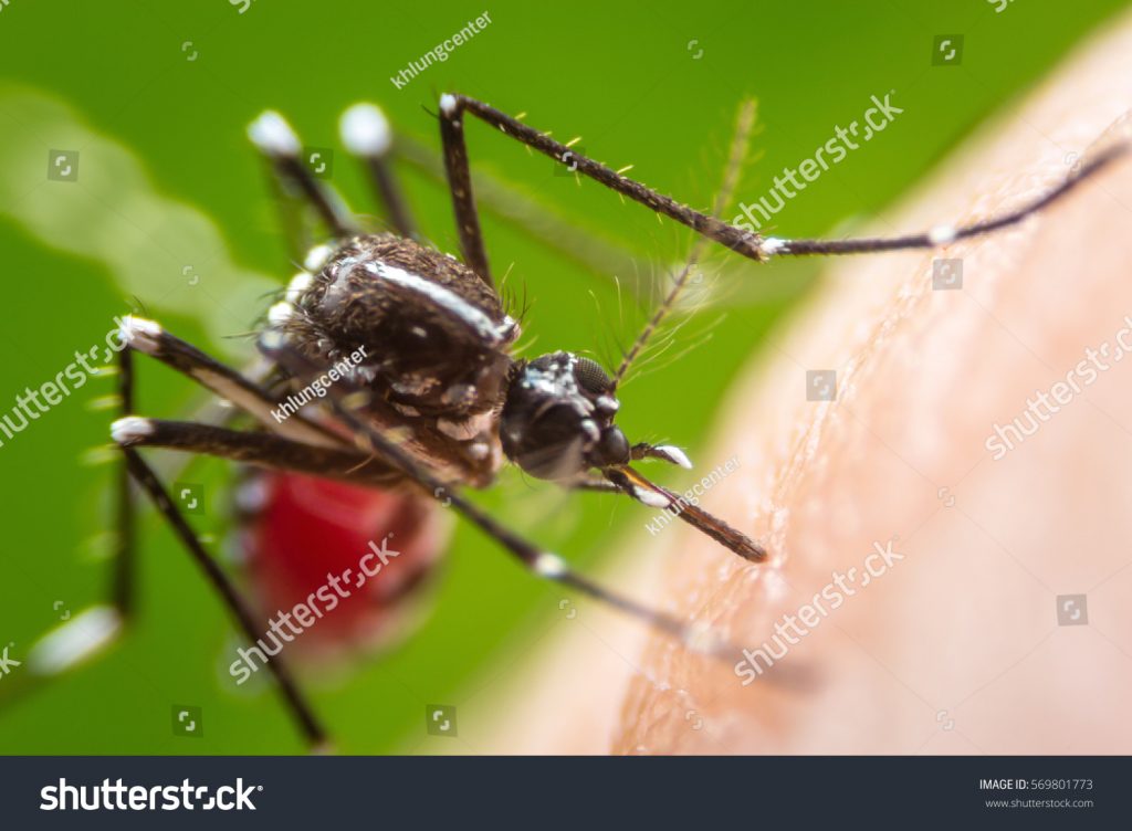 Otimização via Algoritmo de Vaga-Lumes em um Problema de Controle do Aedes Aegypti